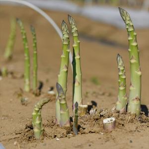 実生野菜苗 アスパラ ウインデル 4株 アスパラガス 実生苗 9cmポット やさいなえ 国華園 こっかえん｜kokkaen