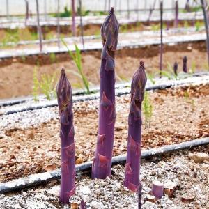 実生野菜苗 アスパラガス アスパラセット 2種2株 set 自根苗 やさいな