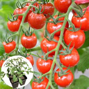 2026年2月】ミニトマト 品種のおすすめ人気ランキング - Yahoo