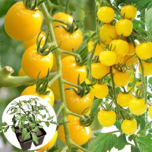 接木4連ポット野菜苗 ミニトマト 接木4連F1C...の商品画像