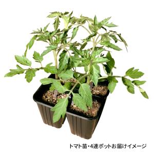 接木4連ポット野菜苗 ミニトマト 接木4連F1...の詳細画像1