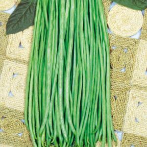 種 野菜たね インゲン 赤種三尺ささげ 1袋(1...の商品画像