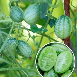 キュウリ 種 野菜たね マイクロきゅうり 1袋（25粒）きゅうりメロン 胡瓜 やさいたね 国華園 こっかえん｜kokkaen