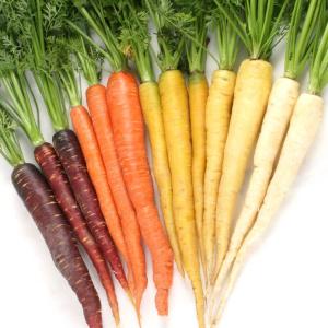 種 野菜たね ニンジン F1カラフル人参5色ミックス 1袋（100粒） 人参 やさいの種 国華園