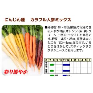 種 野菜たね ニンジン F1カラフル人参5色ミ...の詳細画像2