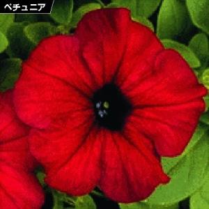 種 花たね ペチュニア レッド 1袋(20粒)