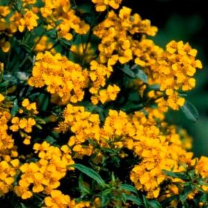 種 花たね大量販売 マリーゴールド畑（アフリカン系) 1袋(50g) : 花と