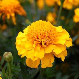 種 花たね アフリカンマリーゴールド マムイエロー 1袋(300mg) : 花と