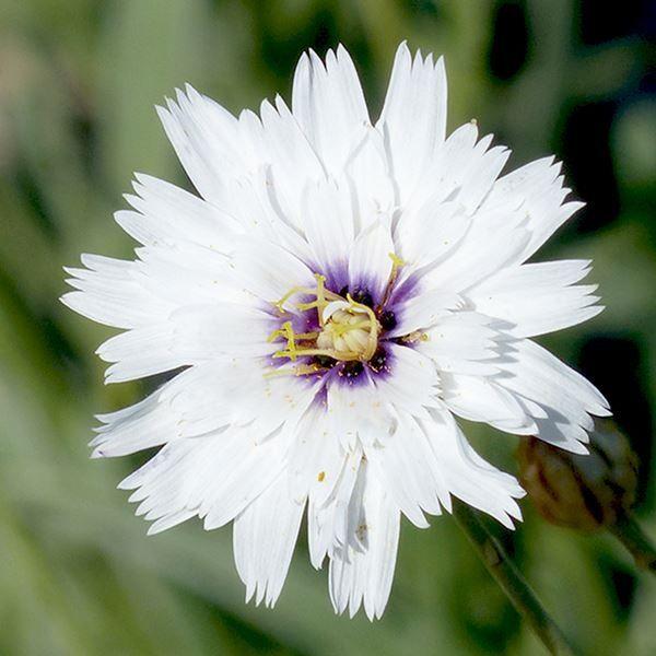 種 花たね カタナンケ ホワイト 1袋(80mg)