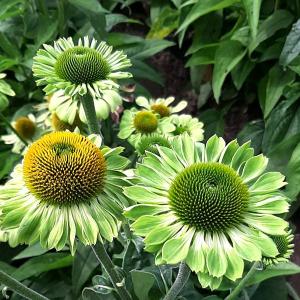 エキナセア 種 アランズプライド 1袋(15粒) たね 種子 エキナセアの種 花の種 花たね｜花と緑 国華園