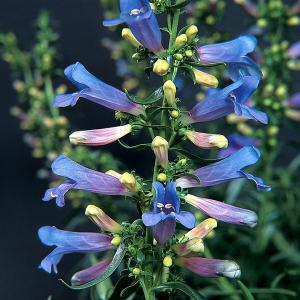 種 花たね ペンステモン エレトリックブルー 1袋(15粒)