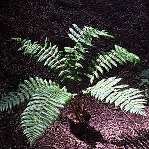 オシダ 10.5cmポット苗 山野草/大型シダ植物/雄羊歯/※5/16葉を切り詰め