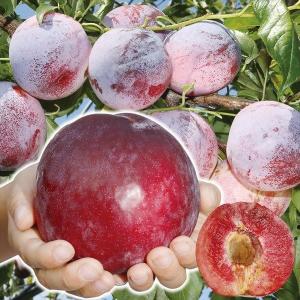 プラム 『 バイオチェリー 』 （ サクランボ×スモモ交配種 ） 13.5cm