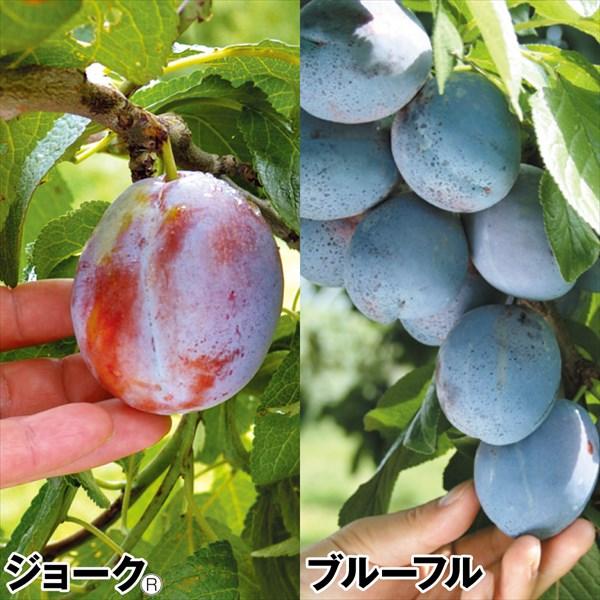 プルーン苗 おすすめプルーンセット 2種2株 果樹苗