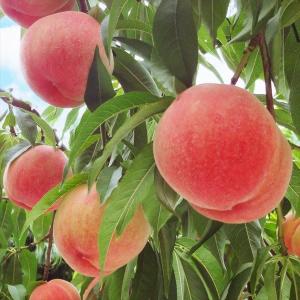 果樹苗 ホワイトサポテ ルーク 1株 : 花と緑 国華園 - 通販 - Yahoo