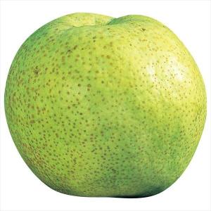 果樹苗 ホワイトサポテ ルーク 1株 : 花と緑 国華園 - 通販 - Yahoo