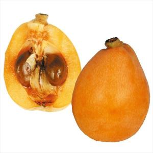 果樹苗 フェイジョア パイナップルジェム 1株 爆買 : 花と緑 国華園