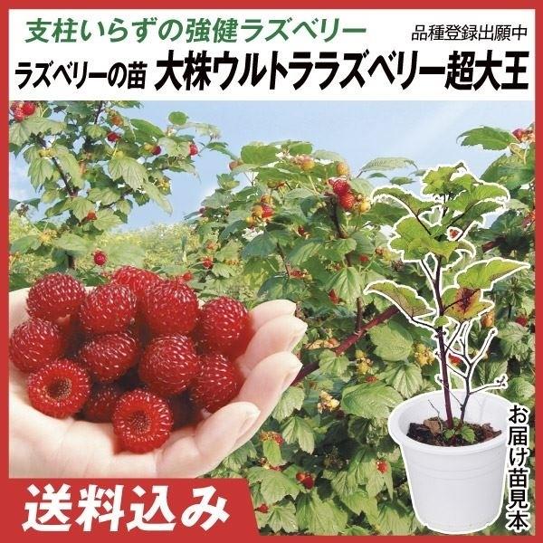 果樹苗 大株ラズベリー ウルトララズベリー超大王 1株 (HARA-Rasp品種登録出願中) 爆買