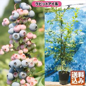 ブルーベリー苗木 苗 ブルーベリーの木 ブルーベリー育成セット