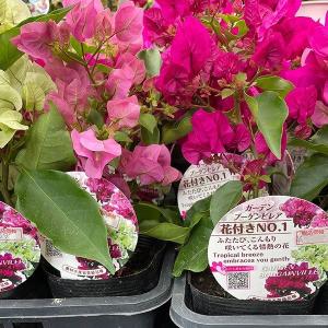 花苗 ブーゲンビリア ブルーハワイ 2ポット 爆買 : 花と緑 国華園
