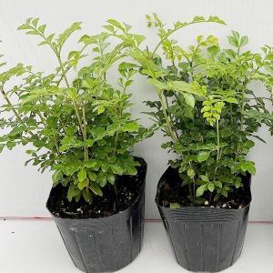 国華園 有用植物苗 山菜 行者ニンニク 5株 / 家庭菜園 行者ニンニクの