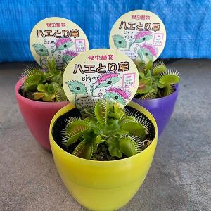 食虫植物 ハエトリ草 3.5号鉢 1株｜kokkaen