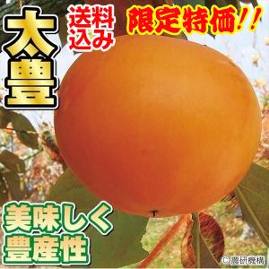 カキ苗 完全甘柿 太豊PVP 3株 送料込み 果樹苗｜kokkaen