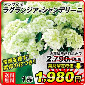 花木苗 アジサイ ラグランジアRシャンデリーニ（品種登録出願中） 1株 送料無料 [期間限定特価]｜花と緑 国華園