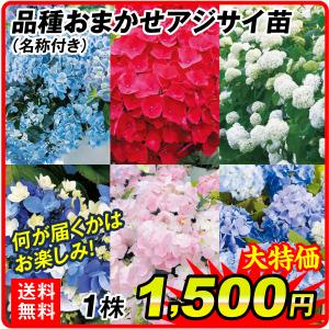 花木 アジサイ苗 品種おまかせ アジサイ苗 1株 送料無料｜kokkaen