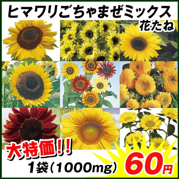 種 花たね ヒマワリごちゃまぜミックス 1袋(1000mg)