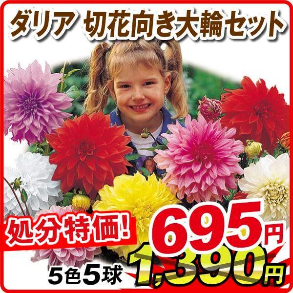 春植え球根 ダリア 切花向き大輪セット 5色5球 (各1球) [在庫処分セール]