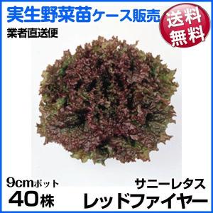 野菜苗ケース販売 サニーレタス(赤） レッドファイヤー 10月発送 1ケース(40株入) 送料無料 /やさいなえ 野菜の苗 業者直送便