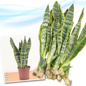 国華園 観葉植物 サンスベリア 送料無料 10株