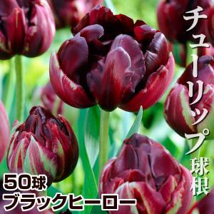 国華園 チューリップ 球根 ブラックヒーロー 5...の商品画像