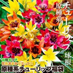 国華園 ミニチューリップ 球根 原種系チューリップ福袋 (3〜5品種見計らい・名称付) 40球