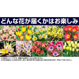 国華園 ミニチューリップ 球根 原種系チューリ...の詳細画像2