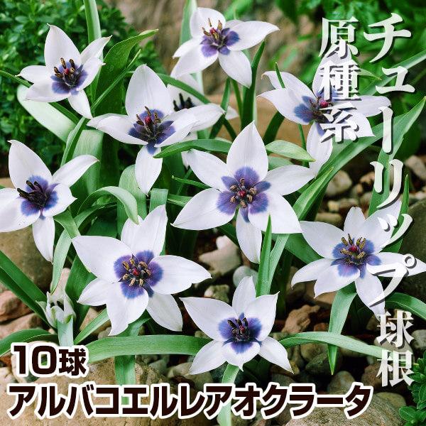 原種系チューリップ 球根 アルバコエルレアオクラータ 10球 / 原種チューリップの球根 ミニチュー...