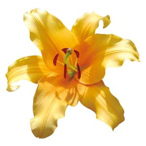 ユリ 球根 オリエンタルリリー 大球 オレンジカサブランカ (バルベルデ