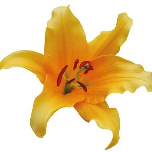 国華園 ユリ 球根 花ユリ オリエンタルリリー 大球 オレンジカサブランカ(バルベルデ) 100球 百合球根 ユリの球根