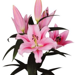 ユリ 球根 お楽しみオリエンタルリリーセット 4種16球 (各4球