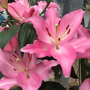 国華園 ユリ 球根 花ユリ オリエンタルリリー ...の商品画像