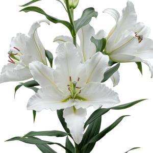 国華園 ユリ 球根 花ユリ オリエンタルリリー リバースカイマスター (旧名：スカイマスター) 12球 百合球根 ユリの球根