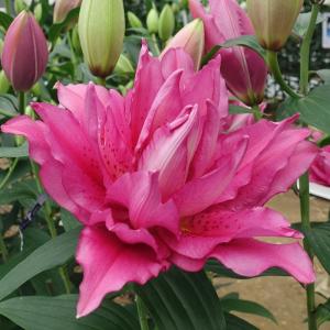 オリエンタル百合　プー 大きなピンクのユリの花　苗球根 オリエンタル系 ユリ球根 ピンク5球 - メルカリ