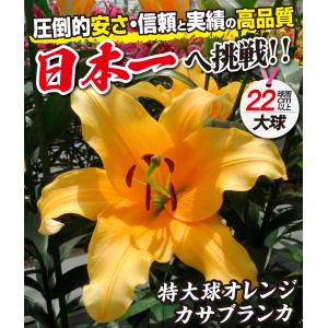 国華園 ユリ 球根 花ユリ オリエンタルリリー...の詳細画像1
