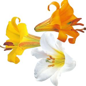 国華園 原種ユリ 球根 トランペットリリーセット 3種9球(各3球) 百合球根 ユリの球根