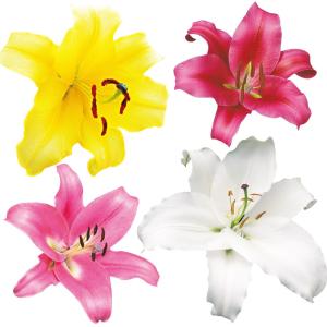 国華園 ユリ 球根 かわいいカサブランカ球根 16球 百合球根 ユリの球根 オリエンタルリリー 送料無料