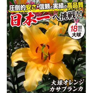 国華園 ユリ 球根 花ユリ オリエンタルリリー...の詳細画像1