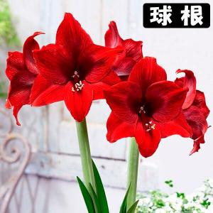 リコリス 球根 3色セット 3種16球 リコリスの球根 彼岸花 夏植え球根