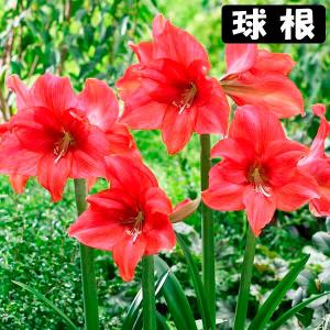 アマリリス 球根のみ 一重咲 マジカルタッチ 1球 アマリリスの球根