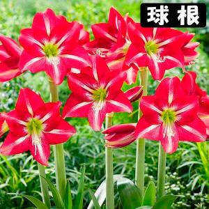 アマリリス 球根のみ 一重咲 ミネルバ 1球 アマリリスの球根 : 花と緑